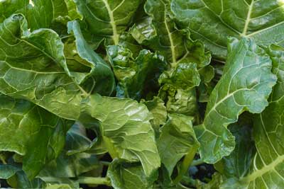 Green Glaze COLLARDS 2 g Green Glaze COLLARDS 2 g