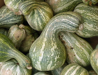 Green-Striped Cushaw (Striped Crookneck) SQUASH, WINTER 5 g Green-Striped Cushaw (Striped Crookneck) SQUASH, WINTER 5 g