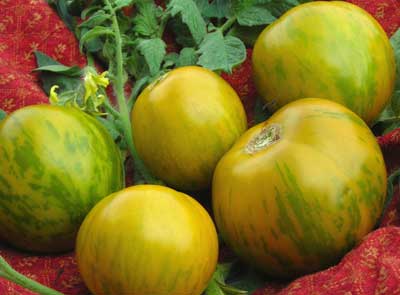 Green Zebra Tomato 0.16 g Green Zebra Tomato 0.16 g