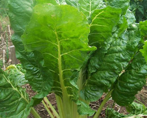 Lucullus CHARD, SWISS 28 g