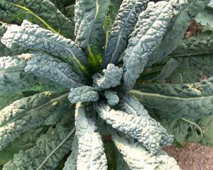Lacinato (Dinosaur) KALE 2 g Lacinato (Dinosaur) KALE 2 g
