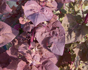 Magenta Magic ORACH 0.5 g Magenta Magic ORACH 0.5 g