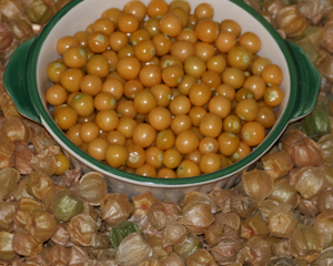 Cossack Pineapple GROUND CHERRY 0.06 g