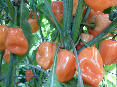 Habanero Hot Pepper 0.25 g Habanero Hot Pepper 0.25 g