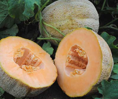 Hales Best MUSKMELON 2 g Hales Best MUSKMELON 2 g