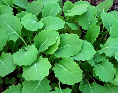 Hanover Salad (Spring) KALE 2 g Hanover Salad (Spring) KALE 2 g