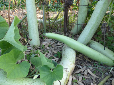 Healing Squash Gourd Edible Gourd 3 g Healing Squash Gourd Edible Gourd 3 g