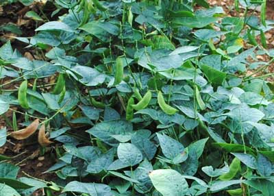 Henderson Bush BEAN, LIMA (BUSH) 28 g Henderson Bush BEAN, LIMA (BUSH) 28 g