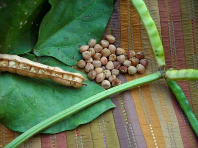 Hercules Southern Pea (Cowpea) 28 g Hercules Southern Pea (Cowpea) 28 g