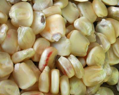 Hickory King CORN, DENT 42 g Hickory King CORN, DENT 42 g