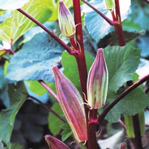 Hill Country Heirloom Red OKRA 5 g Hill Country Heirloom Red OKRA 5 g