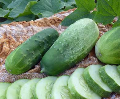 Homemade Pickles Pickling Cucumber 2g Homemade Pickles Pickling Cucumber 2g