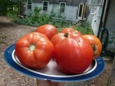 Homestead 24 Tomato 0.16 g Homestead 24 Tomato 0.16 g