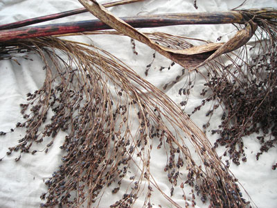 Hungarian Black Seeded Broom Corn SORGHUM 7 g Hungarian Black Seeded Broom Corn SORGHUM 7 g