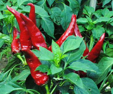Hungarian Paprika PEPPER, SPICE 0.5 g