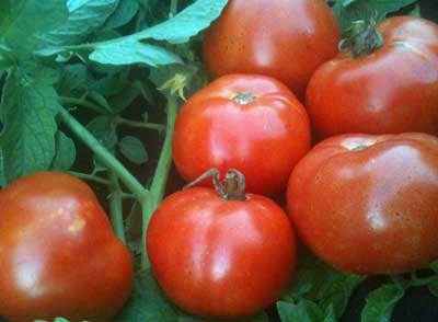 Illini Star TOMATO 0.16 g Illini Star TOMATO 0.16 g