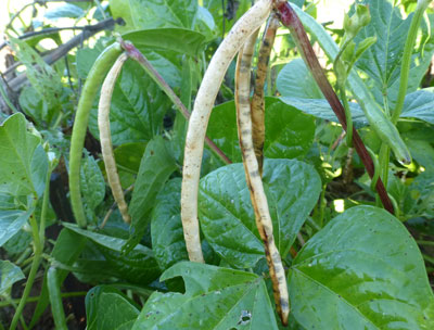 Iron and Clay Southern Pea (Cowpea) 28 g Iron and Clay Southern Pea (Cowpea) 28 g