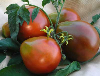 Japanese Black Trifele TOMATO 0.16 g Japanese Black Trifele TOMATO 0.16 g