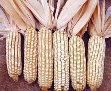Jellicorse Twin CORN, DENT 42 g Jellicorse Twin CORN, DENT 42 g