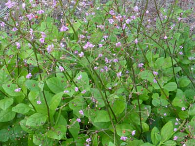 Jewels of Opar (Fame Flower) GREENS 0.15 g Jewels of Opar (Fame Flower) GREENS 0.15 g
