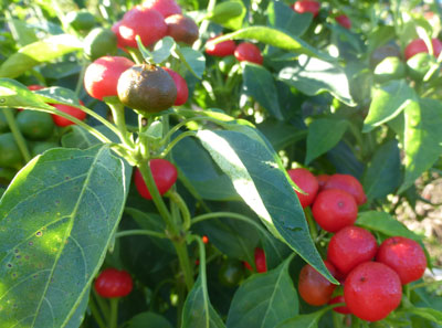 Joe's Round Hot Pepper 0.5 g Joe's Round Hot Pepper 0.5 g