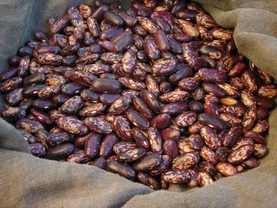 Kebarika Bush Dry Bean 28 g Kebarika Bush Dry Bean 28 g