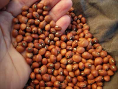 Knuckle Purple Hull Southern Pea (Cowpea) 28 g Knuckle Purple Hull Southern Pea (Cowpea) 28 g