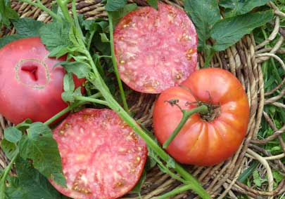 Lady Lucy TOMATO 0.16 g Lady Lucy TOMATO 0.16 g