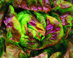Yugoslavian Red Butterhead LETTUCE, BIBB (BUTTERHEAD) 0.5 g