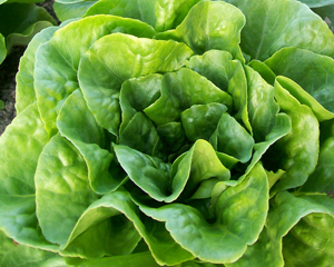 Winter Density LETTUCE, BUTTERCOS 0.5 g Winter Density LETTUCE, BUTTERCOS 0.5 g
