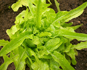 Thai Oakleaf 88 (Thai 88) LETTUCE, LOOSELEAF 0.5 g Thai Oakleaf 88 (Thai 88) LETTUCE, LOOSELEAF 0.5 g