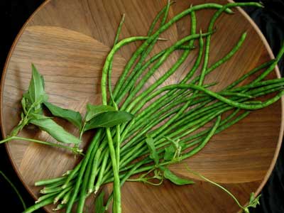 Liana Asparagus Bean (Yardlong, Yard Long) 7g
