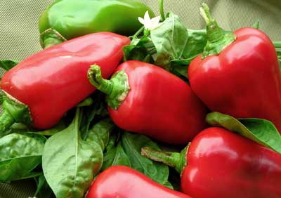 Lipstick PEPPER, SWEET 0.5 g Lipstick PEPPER, SWEET 0.5 g