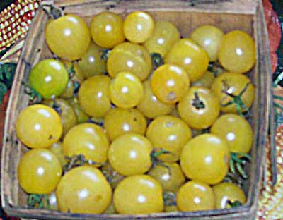 Lollipop TOMATO 0.08 g Lollipop TOMATO 0.08 g