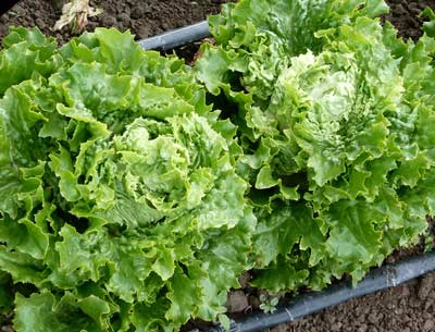 Loma LETTUCE, BATAVIAN/CRISPHEAD, 7g