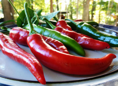 Lombok (Chile Lombak) Hot Pepper 0.5 g Lombok (Chile Lombak) Hot Pepper 0.5 g