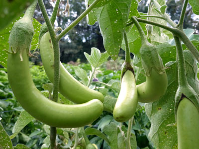 Louisiana Long Green (Green Banana) Eggplant 0.25 g Louisiana Long Green (Green Banana) Eggplant 0.25 g