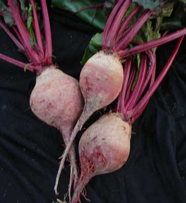 Lutz Winter Keeper BEET 28 g