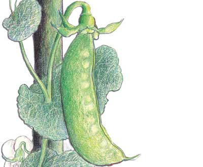 Mammoth Melting Sugar PEA, SNOW (TALL) 228 g
