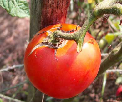 Marglobe VF (Marglobe Improved) TOMATO 0.16 g Marglobe VF (Marglobe Improved) TOMATO 0.16 g