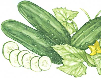 Marketmore 76 CUCUMBER 2 g Marketmore 76 CUCUMBER 2 g