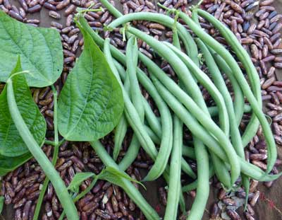 Maxibel Filet Snap Bean (Bush) 14g Maxibel Filet Snap Bean (Bush) 14g