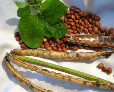 Mississippi Silver Southern Pea (Cowpea) 28 g Mississippi Silver Southern Pea (Cowpea) 28 g