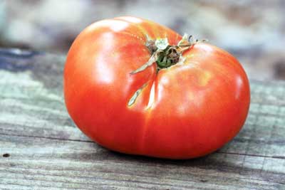 Mortgage Lifter, Radiator Charlie's TOMATO 0.16 g Mortgage Lifter, Radiator Charlie's TOMATO 0.16 g