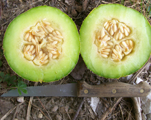 Ice Cream (Green Machine) MUSKMELON 2 g Ice Cream (Green Machine) MUSKMELON 2 g