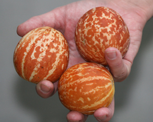 Plum Granny (Queen Anne Pocket Melon) MUSKMELON 0.5 g Plum Granny (Queen Anne Pocket Melon) MUSKMELON 0.5 g
