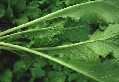 Chinese Thick-Stem Mustard MUSTARD 1 g Chinese Thick-Stem Mustard MUSTARD 1 g