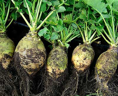 Nadmorska RUTABAGA 2 g