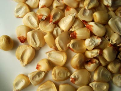 Neal's Paymaster CORN, DENT 42 g Neal's Paymaster CORN, DENT 42 g