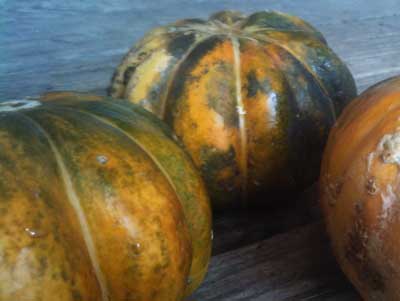 Noir des Carmes MUSKMELON 2 g Noir des Carmes MUSKMELON 2 g